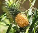 Ananas pièce